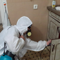 Дезинфекция от муравьев в квартире в Североморске